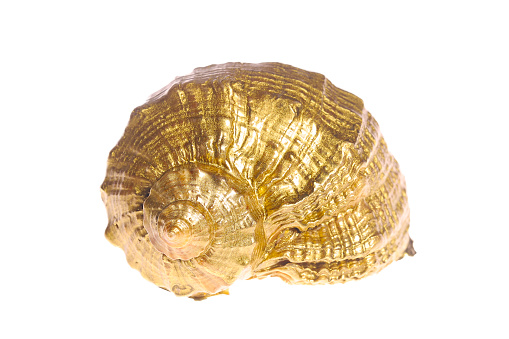 Golden shell isolated on white background