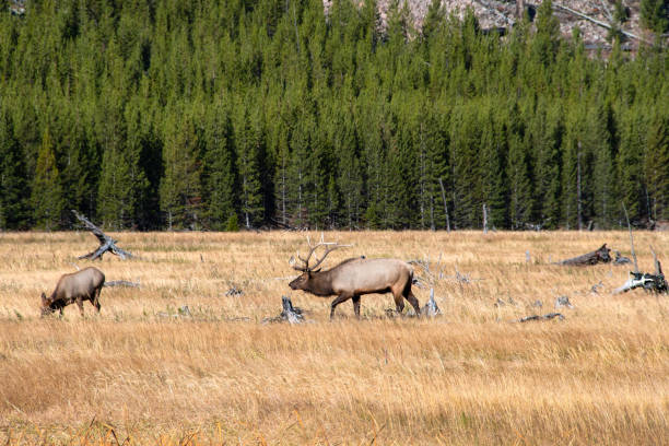 istock Elk at Yellowstone National Park 1224207084