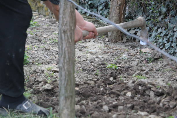 istock woman digs in garden 1224207142