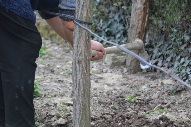 istock woman digs in garden 1224207244