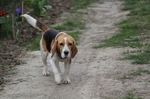 beagle dog pet