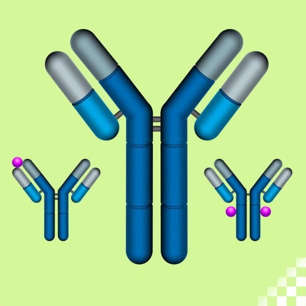 면역 계통 항체 또는 혈액에 있는 외계인, 박테리아, 독감 바이러스, 코라나 바이러스 및 이물질을 떨어져 싸우기 위한 약 - antibody stock illustrations