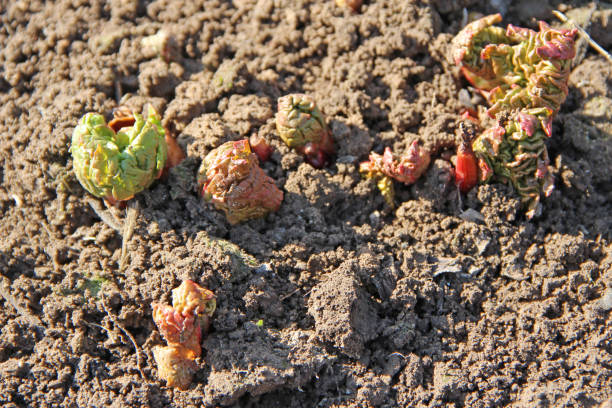 young shoots of rhubarb on ground in spring - 13603 imagens e fotografias de stock