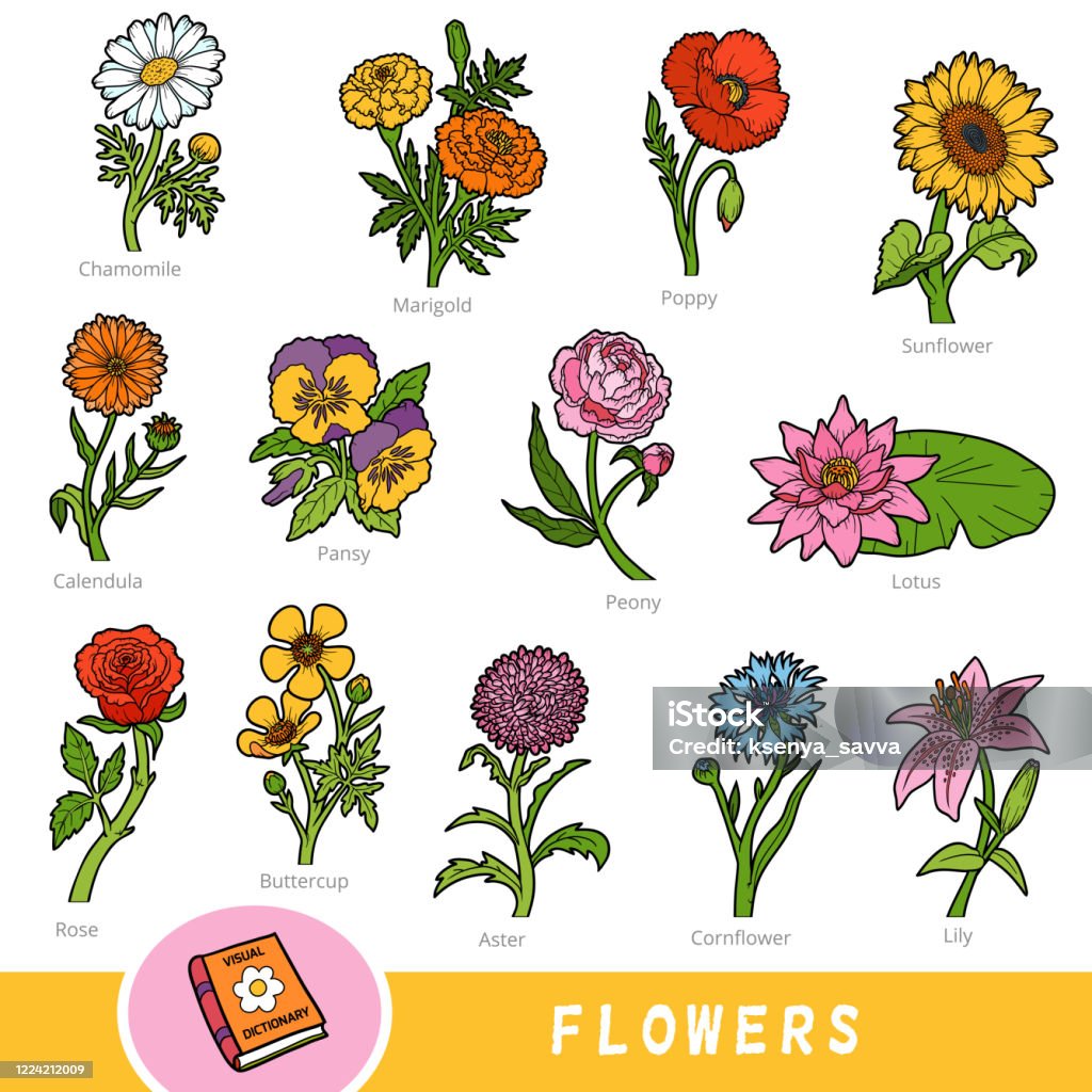 Vetores de Conjunto De Cores De Flores Coleção De Itens Da Natureza Com  Nomes Em Inglês Dicionário Visual De Desenho Animado Para Crianças Sobre  Plantas e mais imagens de Botânica - Assunto -