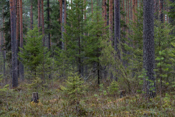 istock Swampland in sacred forest. 1224212051
