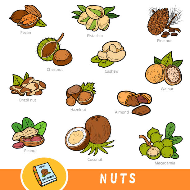 farbsatz von nüssen, sammlung von naturgegenständen mit namen in englisch. cartoon visuellewörterbuch für kinder - english walnut stock-grafiken, -clipart, -cartoons und -symbole