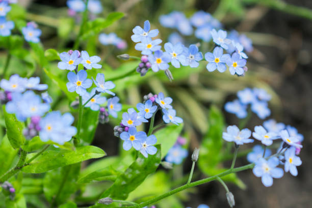 istock Myosotis, forget-me-nots. Small blue flowers on a green background. Selective focus. 1224212577