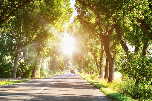 Alley of trees and a road in the summer. Sunlight through the trees