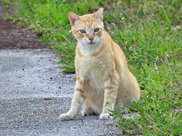 istock Feral Tabby Cat (Felis catus) - sitting down on the sidewalk 1224216925