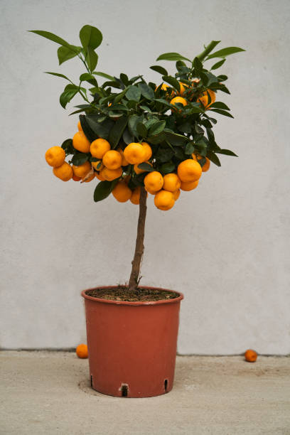 istock Decorative Tangerine tree in with mandarin fruits 1224216999