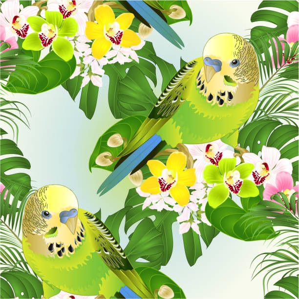 illustrazioni stock, clip art, cartoni animati e icone di tendenza di parrocchetti di trama senza cuciture verde budgerigars animale domestico, o budgie o guscio parrocchetto e orchidee cimbidio con palma tropicale e philodendron acquerello vintage illustrazione vettoriale modificabile - spring birdsong bird seamless