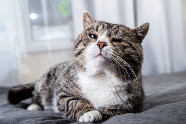 lindo gato envejecido acostado en la cama en casa - whisker fotografías e imágenes de stock