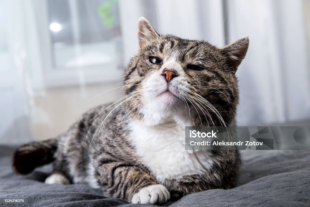 Cute aged cat lying on bed at home Tired old gray tabby cat with green eyes resting on soft bed and looking at camera at home Domestic Cat Stock Photo
