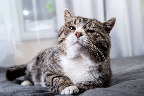 Cute aged cat lying on bed at home Tired old gray tabby cat with green eyes resting on soft bed and looking at camera at home whisker stock pictures, royalty-free photos & images