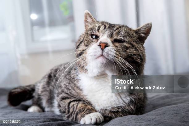 Cute Aged Cat Lying On Bed At Home Stock Photo - Download Image Now - Domestic Cat, Senior Animal, Illness