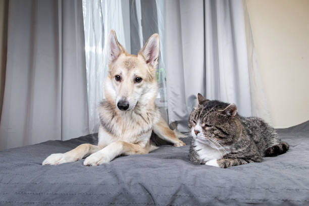 istock Playful dog and cat on bed at home 1224218391