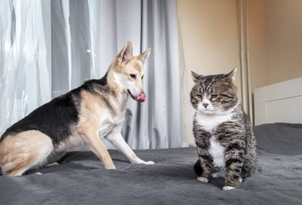 istock Playful dog and cat on bed at home 1224218396
