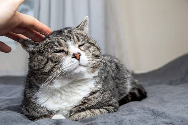 istock Owner stroking old cute cat at home 1224218398