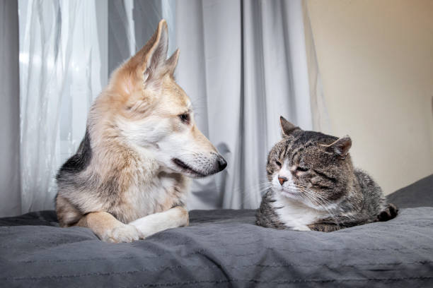 istock Playful dog and cat on bed at home 1224218400