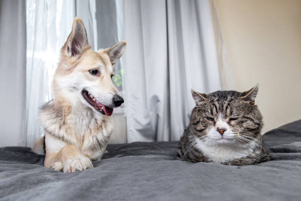 istock Playful dog and cat on bed at home 1224218403