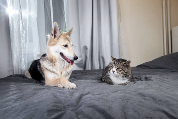 istock Playful dog and cat on bed at home 1224218406