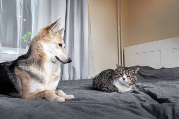 istock Playful dog and cat on bed at home 1224218407
