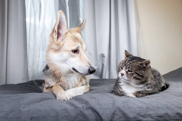 istock Playful dog and cat on bed at home 1224218411