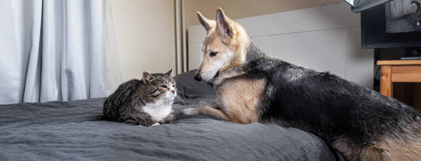 istock Playful dog and cat on bed at home 1224218412