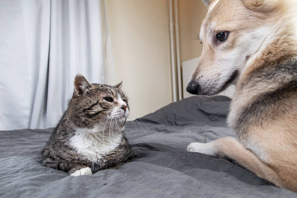 istock Playful dog and cat on bed at home 1224218415