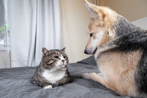 istock Playful dog and cat on bed at home 1224218416