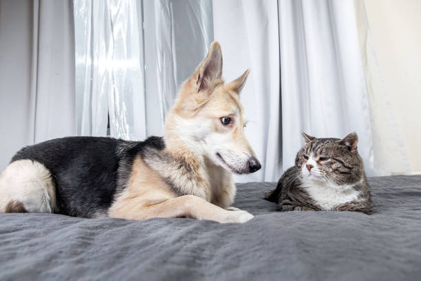 istock Playful dog and cat on bed at home 1224218423