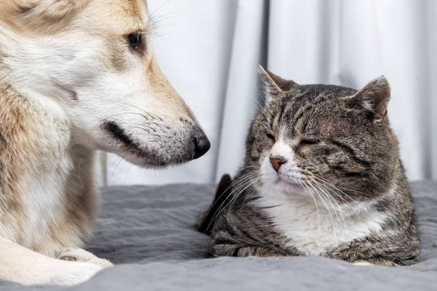 istock Kind mongrel dog looking at aged cat resting on sofa 1224218427