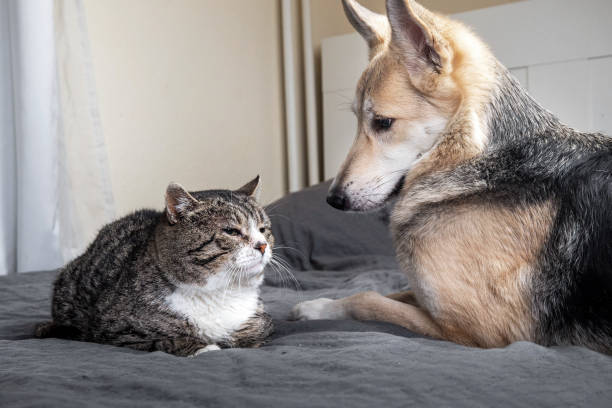 istock Playful dog and cat on bed at home 1224218428