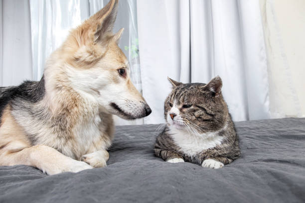 istock Kind mongrel dog looking at aged cat resting on sofa 1224218429