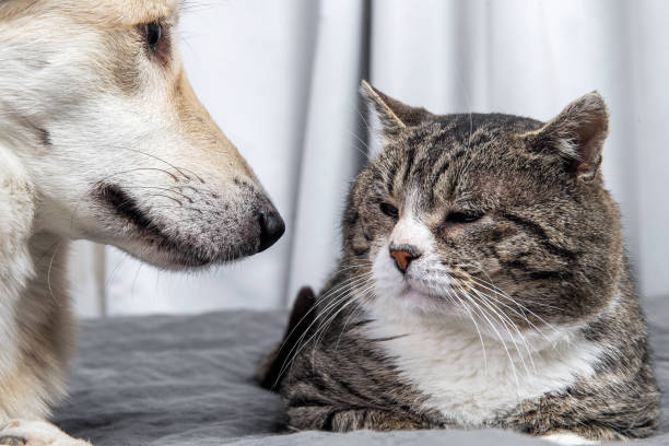 istock Kind mongrel dog looking at aged cat resting on sofa 1224218430