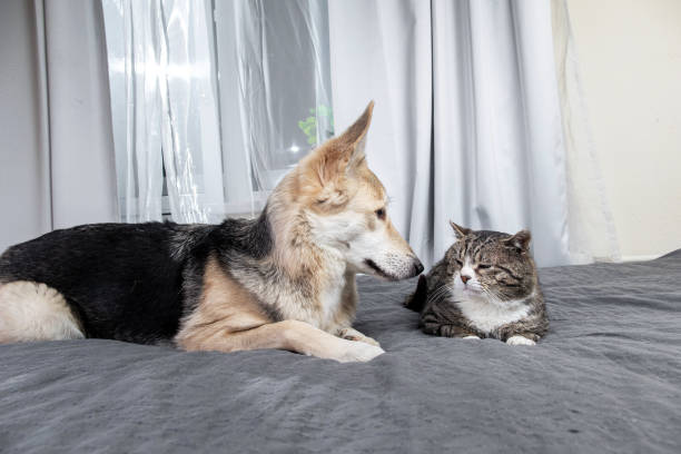 istock Playful dog and cat on bed at home 1224218431