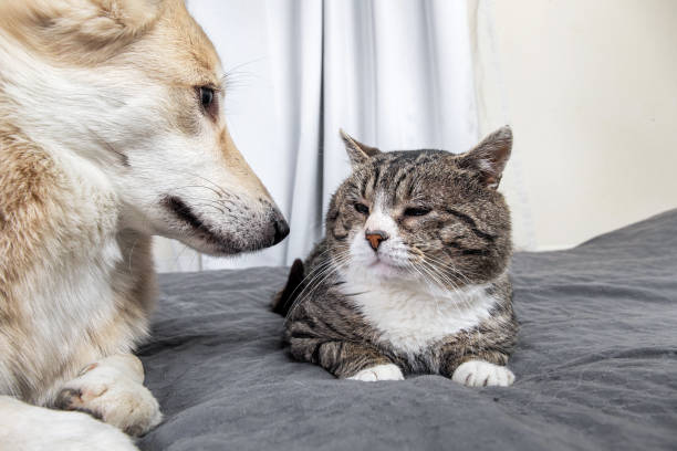istock Kind mongrel dog looking at aged cat resting on sofa 1224218436