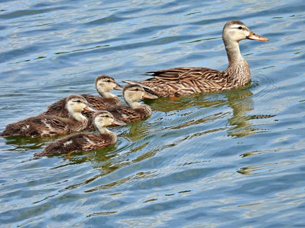 gevlekte eend (fulvigula van anas) en eendjes die in een meer van florida zwemmen - gevlekte eend stockfoto's en -beelden