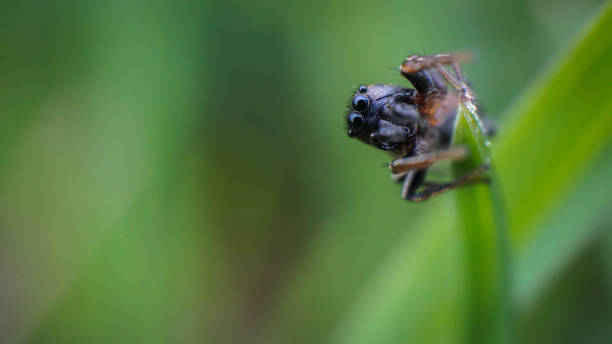 istock small and cute beautiful friendly spider with big eyes 1224218831