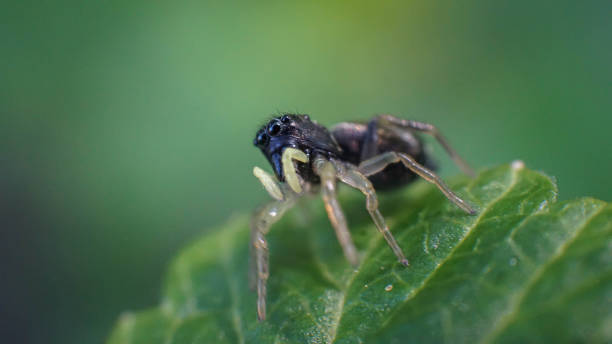 istock small and cute beautiful friendly spider with big eyes 1224218870