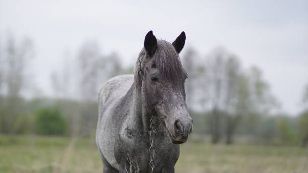 istock beautiful gray old mare among meadow, spring day 1224219181