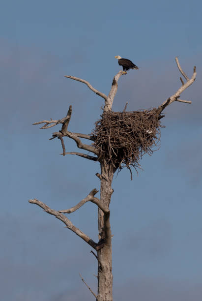 istock American bald eagle above its large nest 1224219203