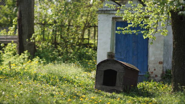 istock old doghouse in a rural yard on a beautiful sunny morning, spring 1224219297