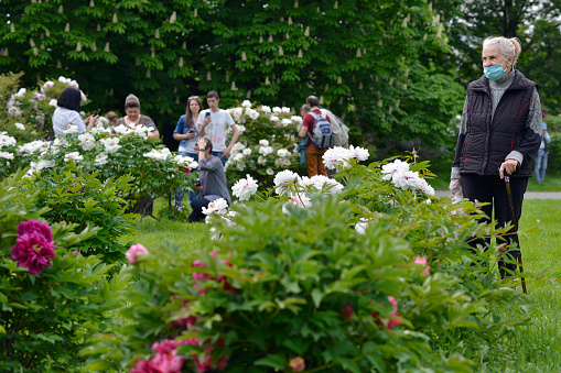Kyiv, Ukraine - May 11, 2020: An elderly woman in a mask and with a walking stick enjoys peony flowers in the botanical garden. From today, Ukrainians are allowed to visit public parks.