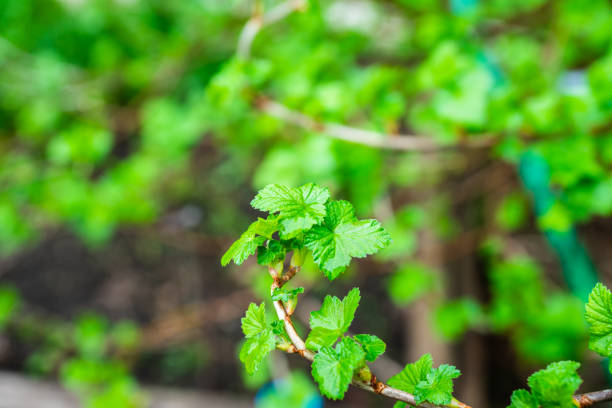 Currant branch with new green leaves. Selective focus. Shallow depth of field.