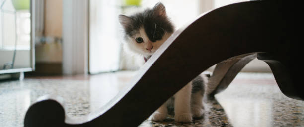 120+ Cat Under Carpet Stock Photos, Pictures & Royalty-Free Images - iStock