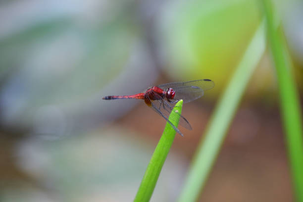 istock Red dragonfly background in Brazil 1224220755