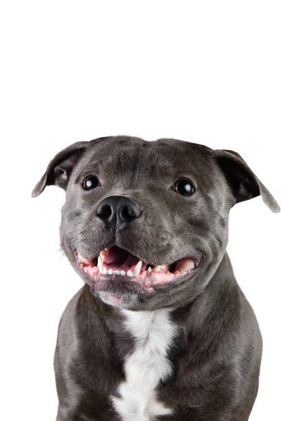 istock Young gray dog sitting isolated in white 1224221750
