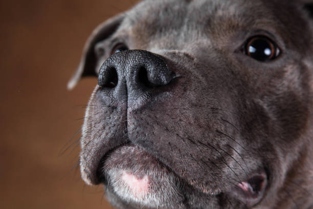istock American staffordshire terrier on brown background in studio 1224221777
