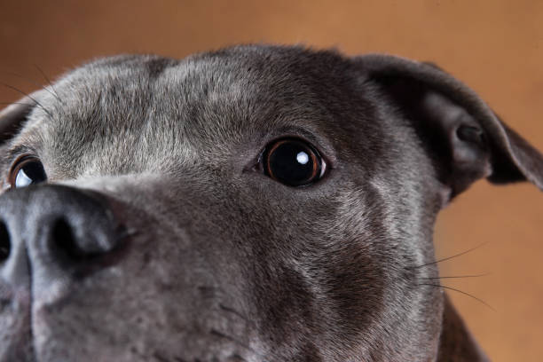 istock American staffordshire terrier on brown background in studio 1224221787